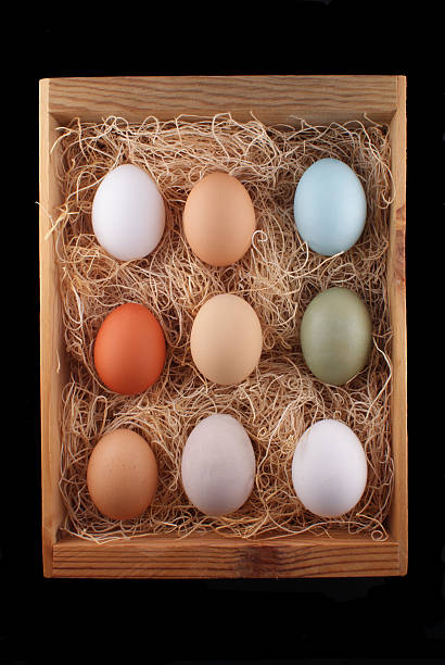Beautiful Eggs