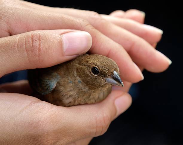 Human hands holding a brown bird stock photo