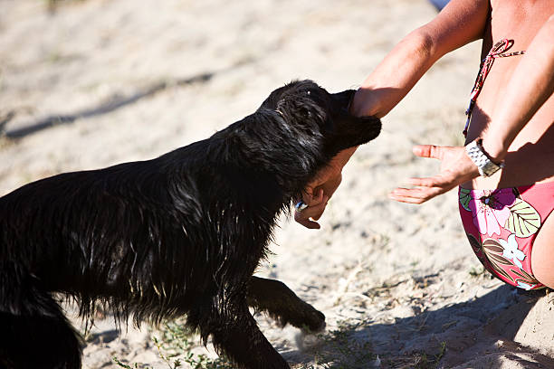 Dog Biting XXL "Dog biting, selective focus, space for copy, canon 1Ds mark III" dog swimsuit stock pictures, royalty-free photos & images