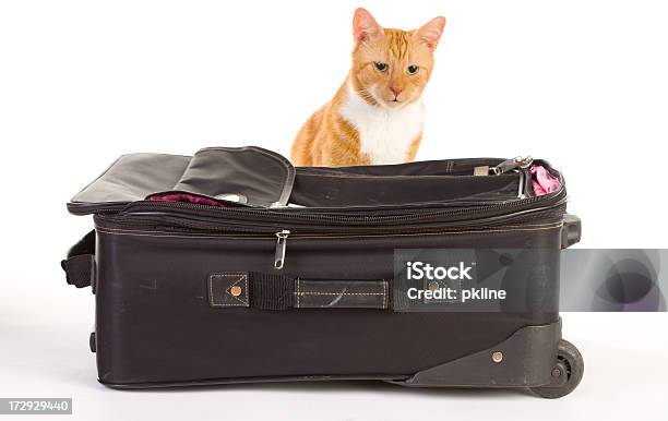 Gato Com Bagagem - Fotografias de stock e mais imagens de Bagagem - Bagagem, Gato domesticado, Animal