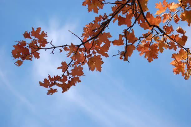 Brilliant Autumn Colors stock photo