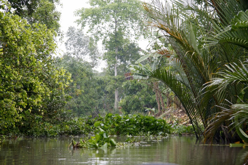 One of the many canals in Mekong Delta in Vietnam.