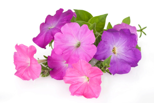 Colorful petunia flowers isolated on white background