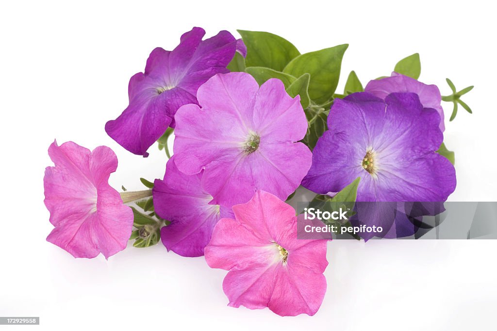 Colorful petunia flowers Colorful petunia flowers isolated on white background Petunia Stock Photo