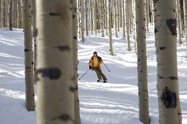 Skiing the Aspens A skier is skiing through a glade of aspen trees. back country skiing photos stock pictures, royalty-free photos & images