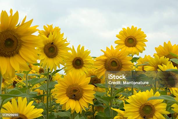 Field Of Sunflowers Stock Photo - Download Image Now - Agricultural Field, Agriculture, Backgrounds