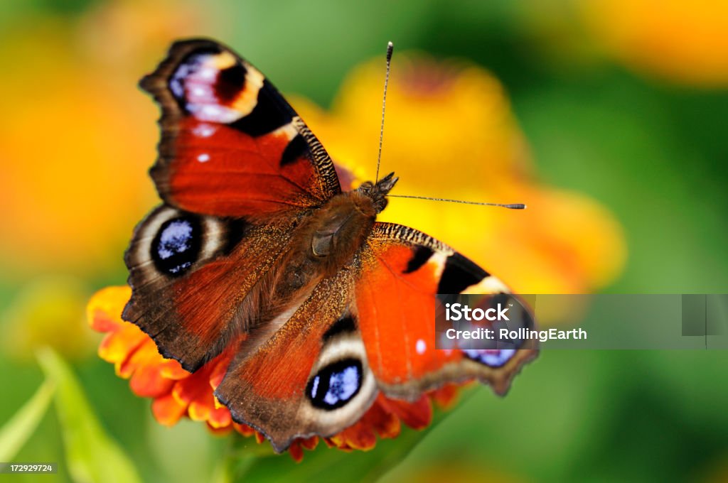 Pfau Schmetterling auf Blume - Lizenzfrei Blume Stock-Foto