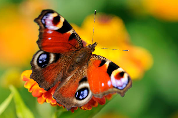 istock Peacock Butterfly on Flower 172929724