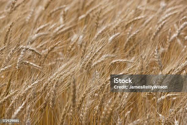 Photo libre de droit de Récolte De Blé banque d'images et plus d'images libres de droit de Affluence - Affluence, Agriculture, Aliment