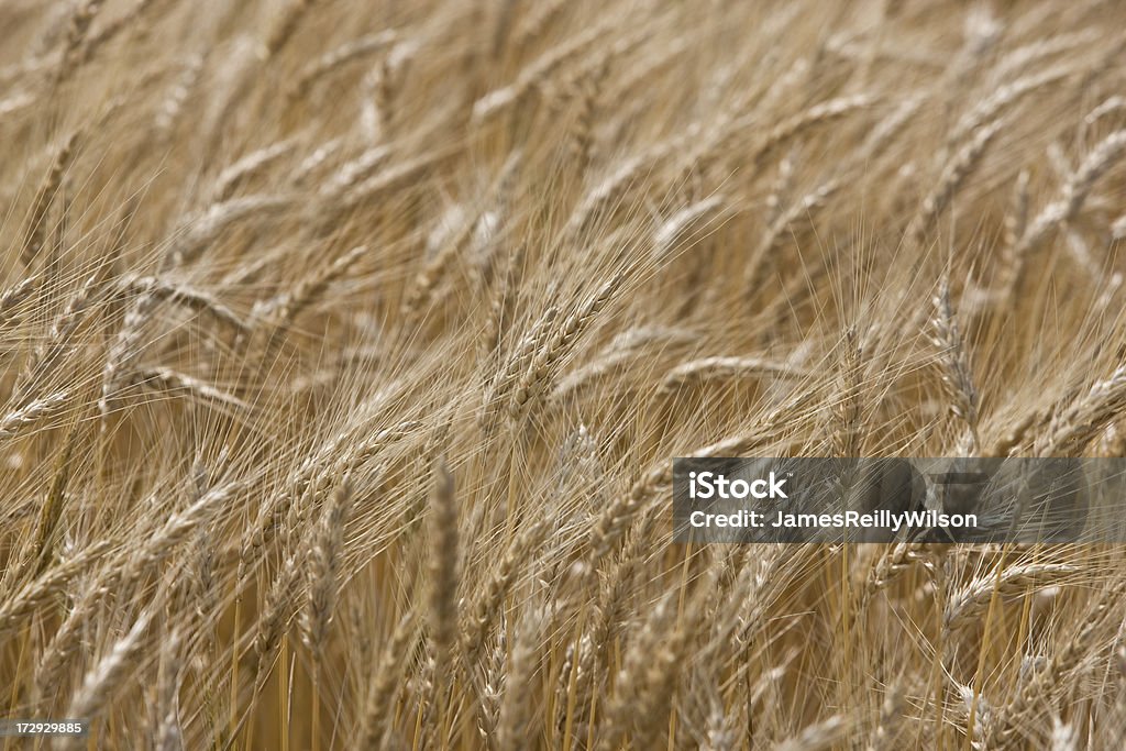 Пшеницы Harvest - Стоковые фото Выборочная фокусировка роялти-фри