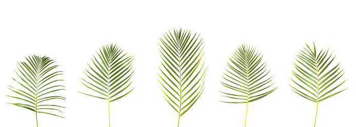 Assortment of palm leaves isolated on white in XXL size.  Please visit my lightbox for more similar photos