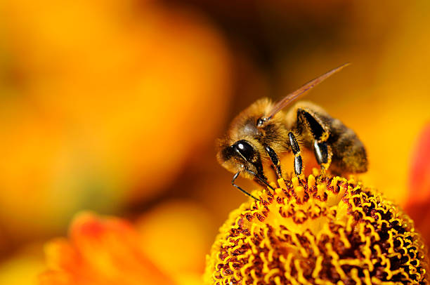 A close up of a bumblebee on a yellow flower stock photo