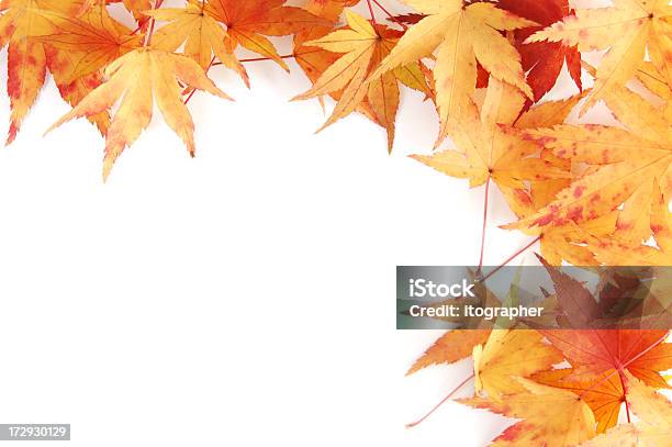 Maple Frame Stock Photo - Download Image Now - Angle, Autumn, Border - Frame