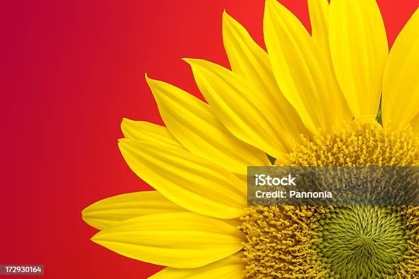 Girasol Sobre Rojo Foto de stock y más banco de imágenes de Amarillo - Color - Amarillo - Color, Cabeza de flor, Color - Tipo de imagen