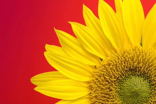 Sunflower isolated on red