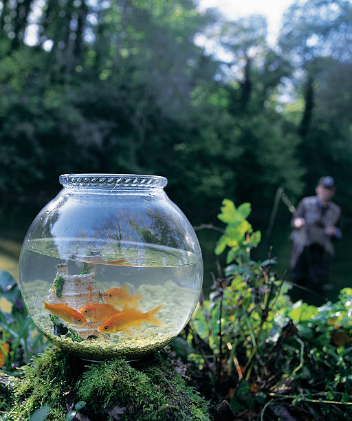 istock Goldfish Fishing 172930210