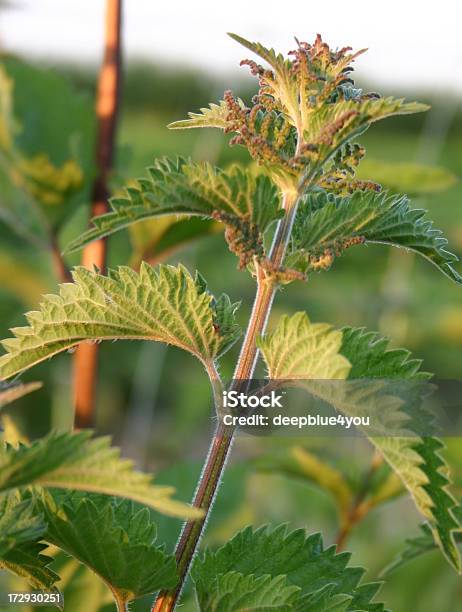 Ortica Del Sole Di Sera - Fotografie stock e altre immagini di Agricoltura - Agricoltura, Ambientazione esterna, Ambiente