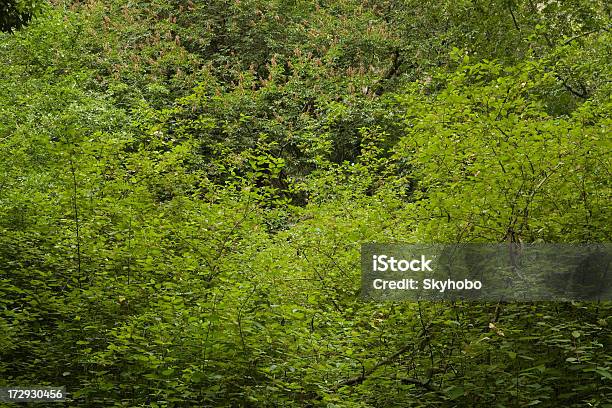 Floresta De Verão - Fotografias de stock e mais imagens de Califórnia - Califórnia, Cor verde, Flora