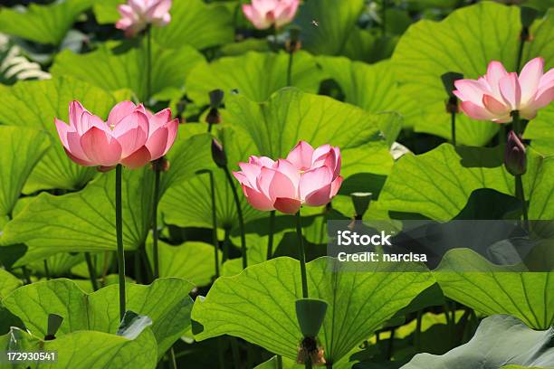 Foto de Lótus e mais fotos de stock de Beleza natural - Natureza - Beleza natural - Natureza, Budismo, Flor