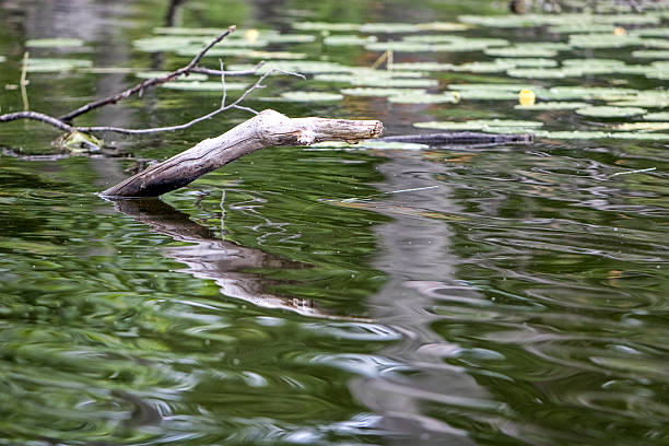 istock Fallen twigs submerged in water 172930552