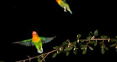 Fischer's Lovebird, agapornis fischeri, Pair standing on Branch, taking off, in flight