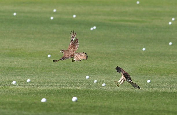 hawks playing on golf course stock photo