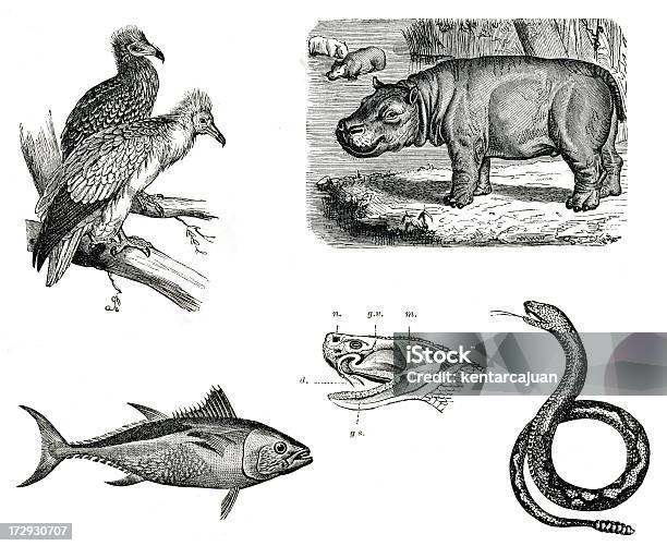 ヴィンテージの動物コレクションボラティリティ Vi - 魚のストックフォトや画像を多数ご用意 - 魚, ヘビ, イラストレーション