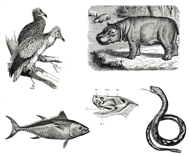 istock Vintage animals collection vol VI 172930707
