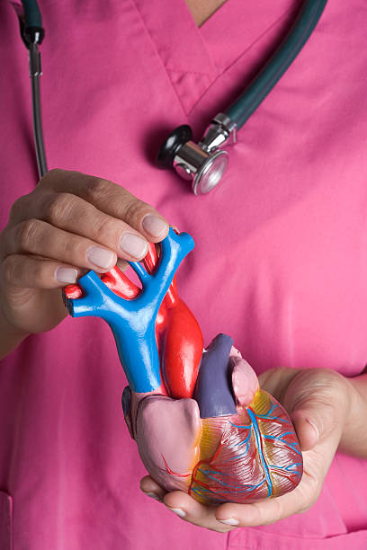 infermiera tenendo il modello di cuore - modello anatomico foto e immagini stock