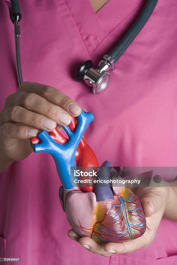 Enfermeira segurando modelo de coração - Royalty-free Coração Humano Foto de stock