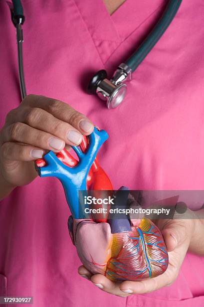 Enfermeira Segurando Modelo De Coração - Fotografias de stock e mais imagens de Coração Humano - Coração Humano, Modelo Anatómico, Artéria Coronária