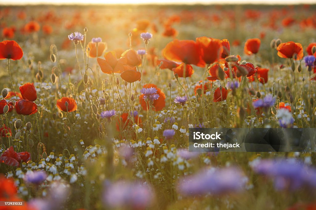 Mohn Feld (gegen Sonnenlicht in ausgestellt - Lizenzfrei Mohn - Pflanze Stock-Foto