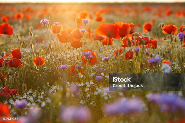 Mohn Feld Gegen Sonnenlicht In Ausgestellt Stockfoto und mehr Bilder von Mohn - Pflanze - Mohn - Pflanze, Feld, Kornblume