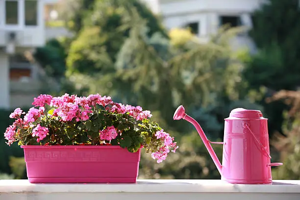 pink water can and flowers.