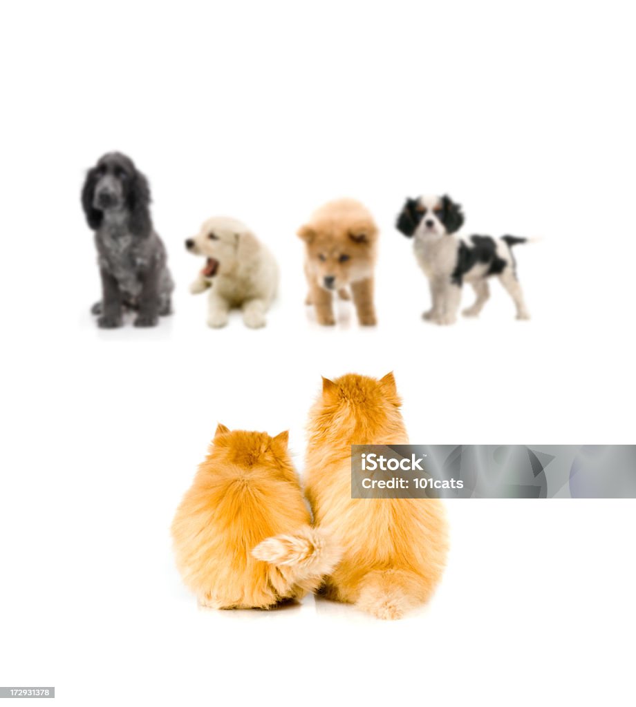 Cani Gatti guardare - Foto stock royalty-free di Cagnolino