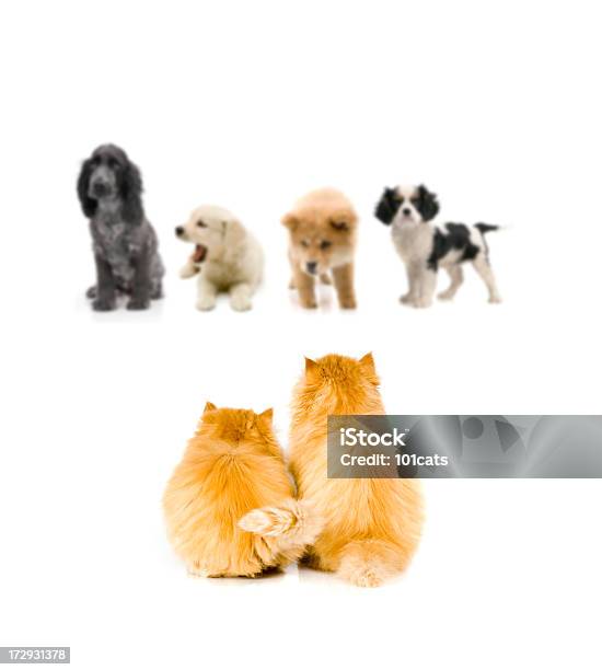 Cani Gatti Guardare - Fotografie stock e altre immagini di Cagnolino - Cagnolino, Chow chow, Golden Retriever