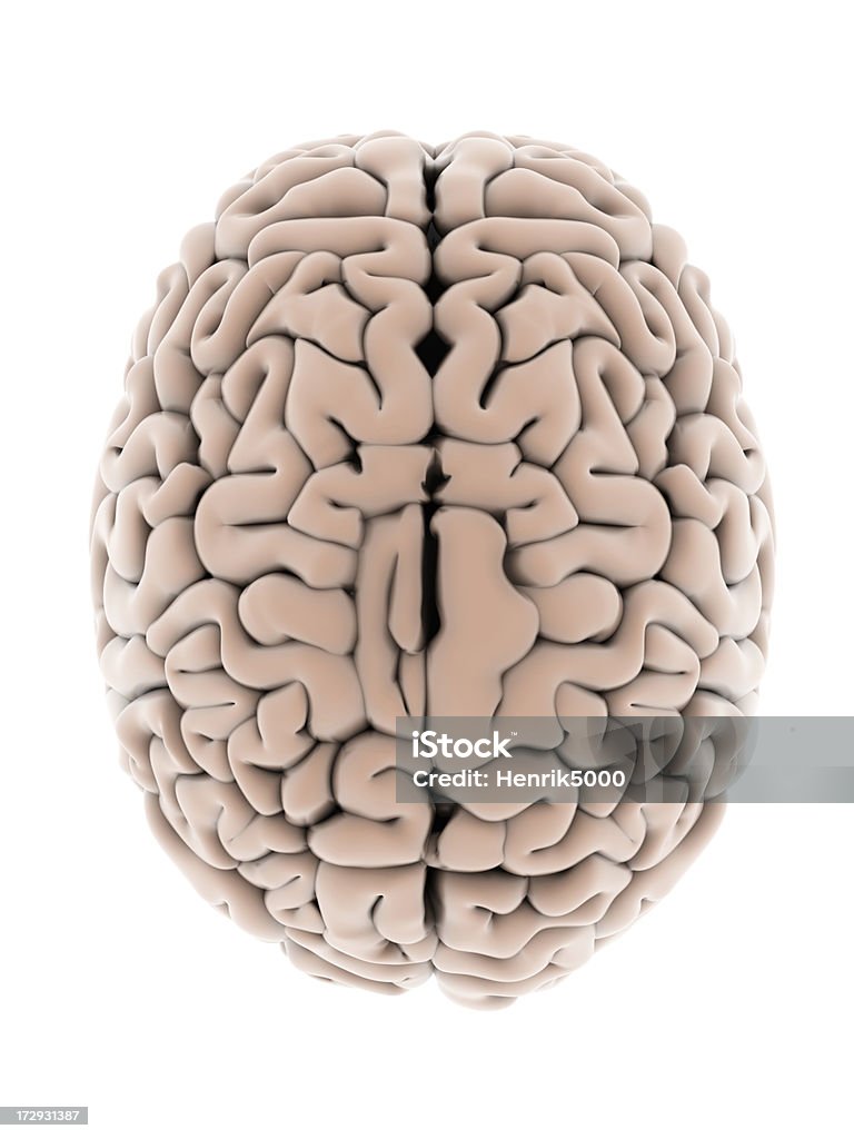 Cerebro humano - Foto de stock de Lóbulo - Descripción física libre de derechos