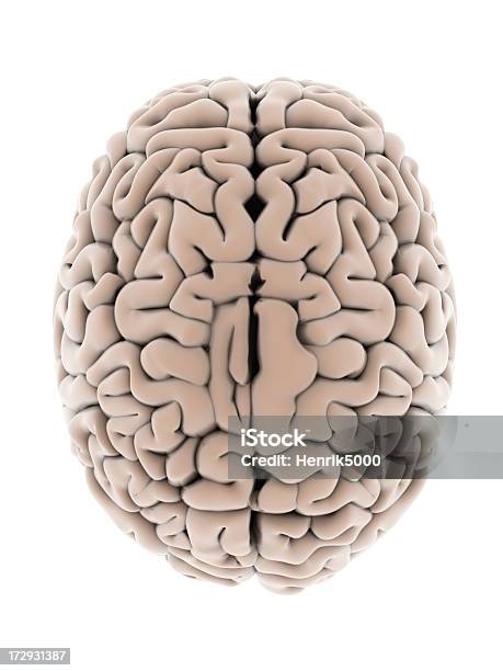 Cerebro Humano Foto de stock y más banco de imágenes de Lóbulo - Descripción física - Lóbulo - Descripción física, Cerebro humano, Alerta
