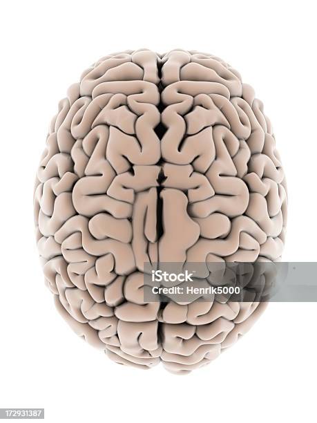 Мозг Человека — стоковые фотографии и другие картинки Мочка - Мочка, Мозг человека, Анатомия