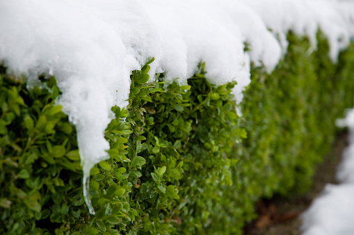 Royalty free stock photo of a privet hedge covered in snow.