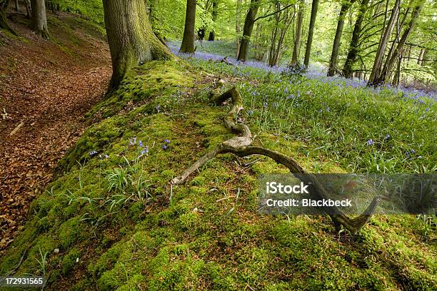 Powalone Branch - zdjęcia stockowe i więcej obrazów Anglia - Anglia, Baldachim drzew, Bez ludzi