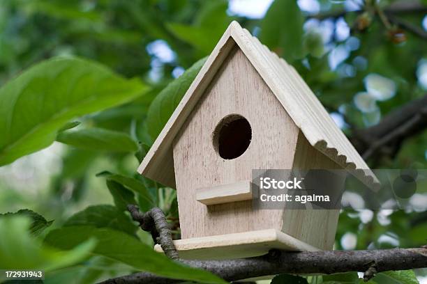 Foto de Casa De Pássaro e mais fotos de stock de Amor - Amor, Animal, Animal doméstico