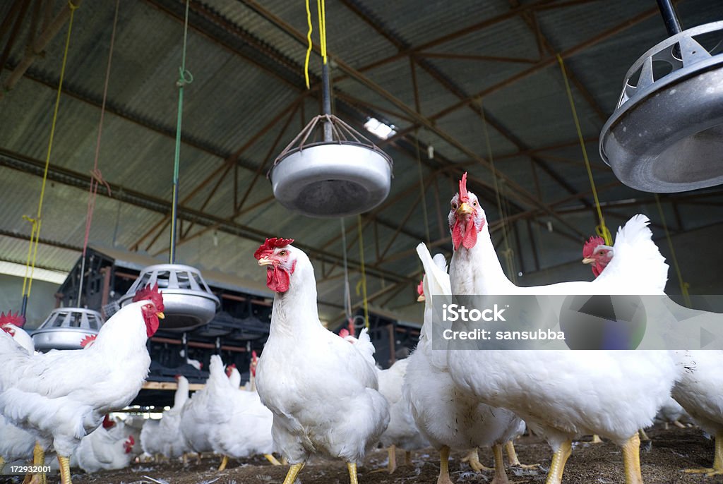 Granja de pollo - Foto de stock de Gallina - Ave de corral libre de derechos