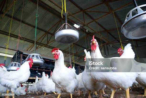 치킨 농장 닭에 대한 스톡 사진 및 기타 이미지 - 닭, 농장, 가금류