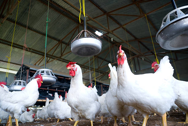 galinha farm - chicken hatchery imagens e fotografias de stock