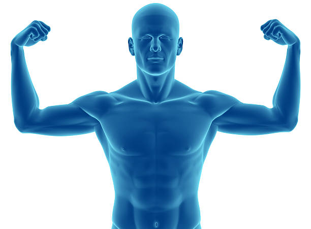 supérieure et les muscles du corps humain - male torso abdominal muscle the human body photos et images de collection