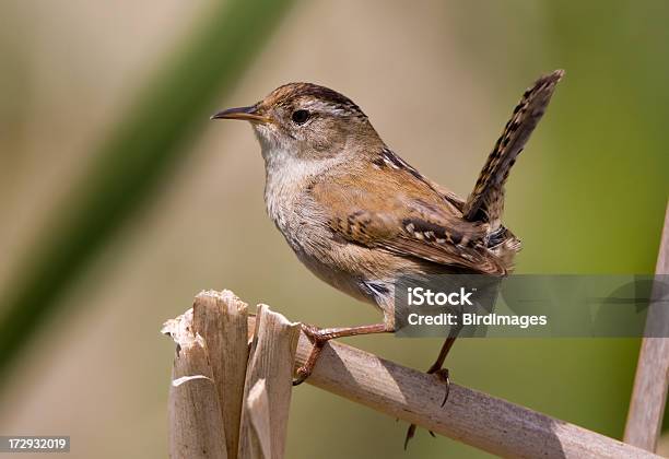 Marsh Scricciolo - Fotografie stock e altre immagini di Scricciolo - Scricciolo, Animale, Animale selvatico