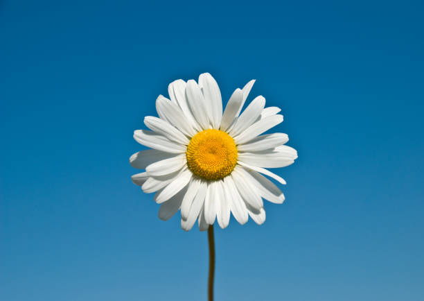 solitario daisy - perfection gerbera daisy single flower flower foto e immagini stock