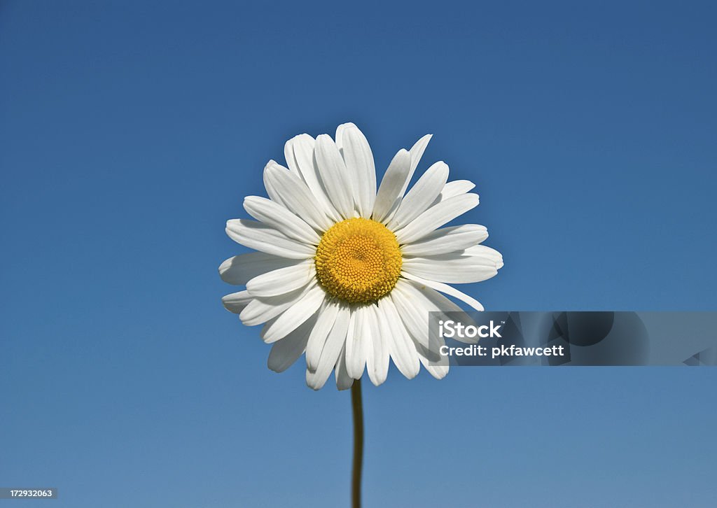Lonely Daisy One single lonely daisy against a clear blue sky. Agricultural Field Stock Photo