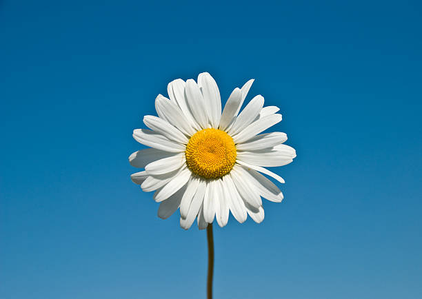 lonely daisy - perfection gerbera daisy single flower flower стоковые фото и изображения